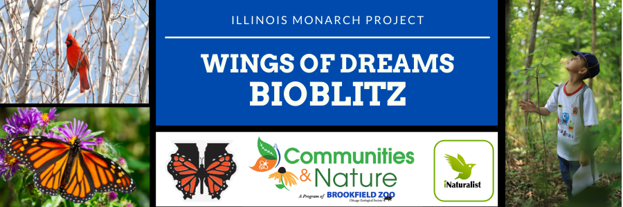 Red cardinal in tree, monarch butterfly, boy looking up at tree; Wings of Dreams BioBlitz